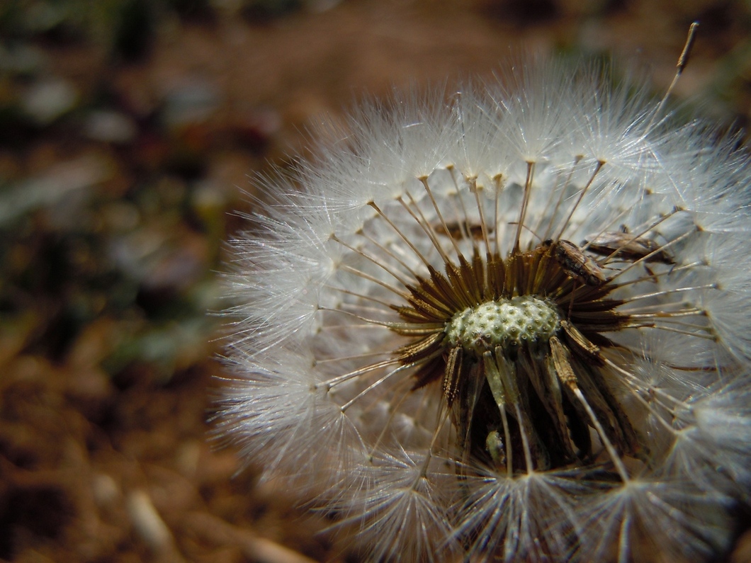 Изображение особи род Taraxacum.