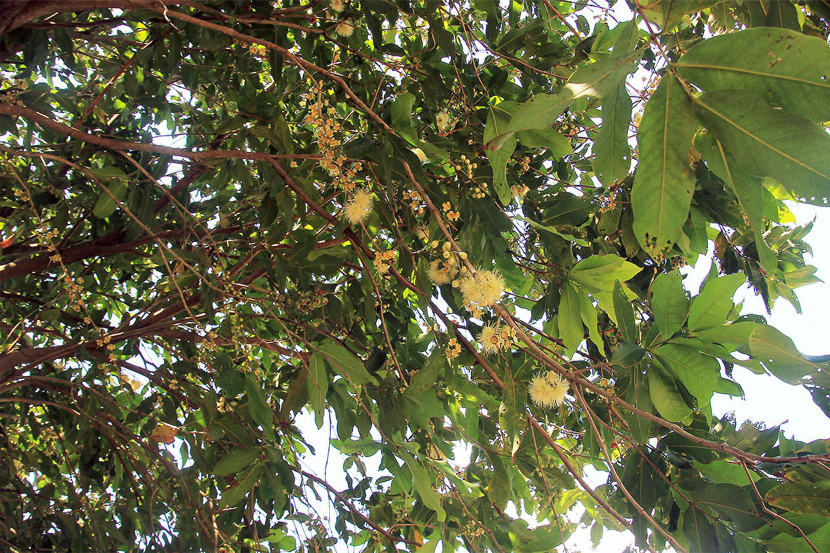 Изображение особи Syzygium samarangense.