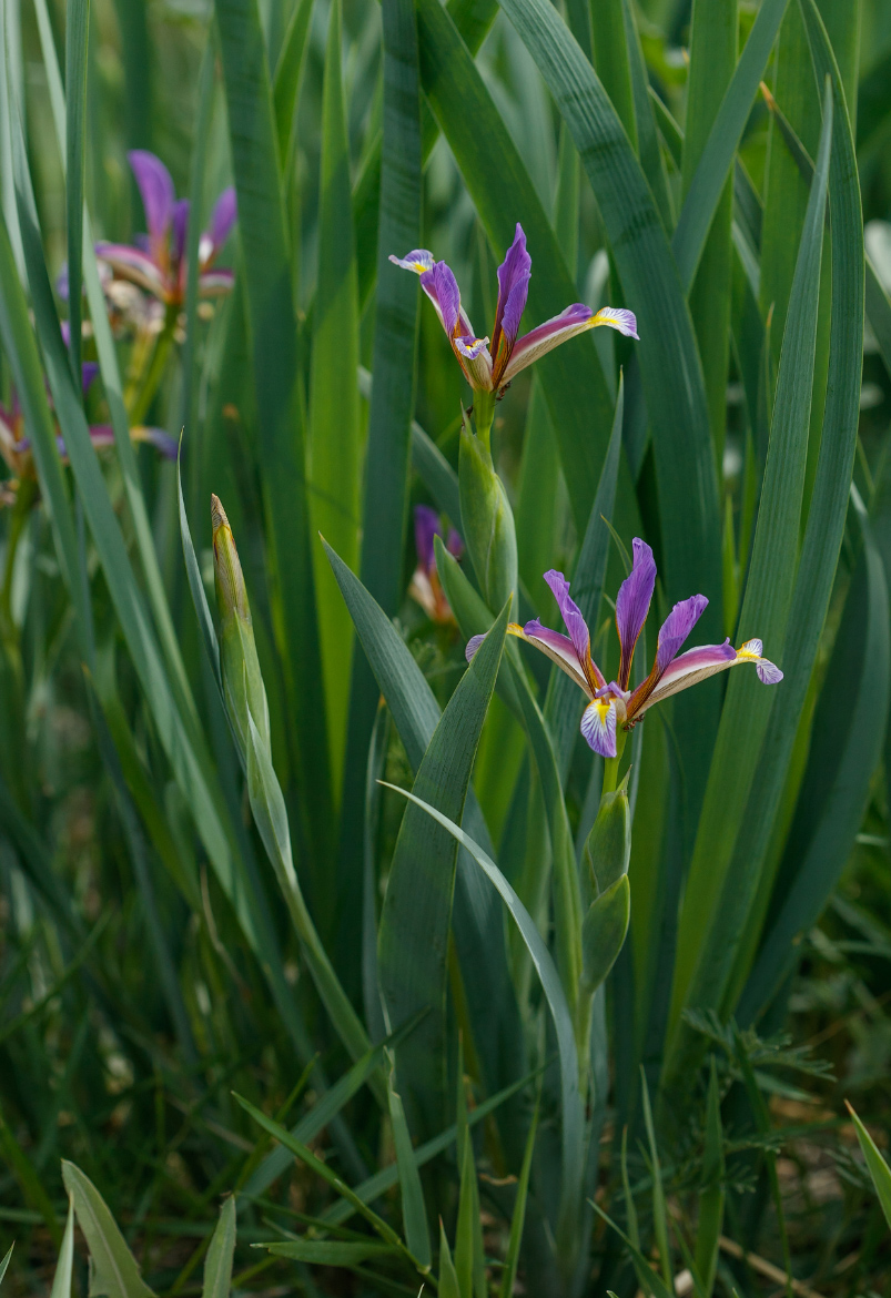 Изображение особи Iris sogdiana.