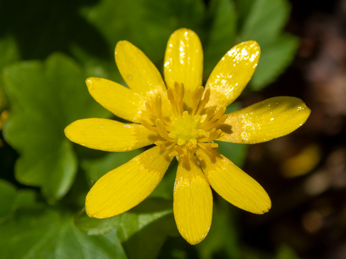 Image of Ficaria verna specimen.