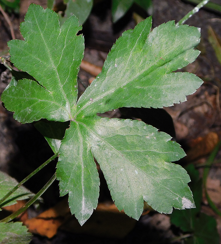 Изображение особи Sanicula europaea.