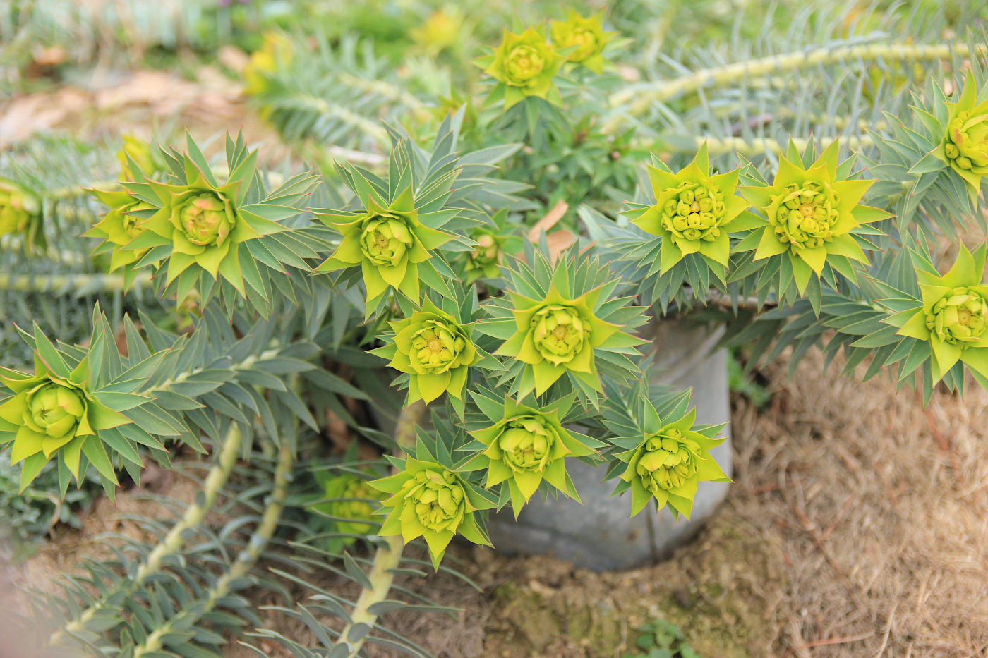 Изображение особи Euphorbia rigida.