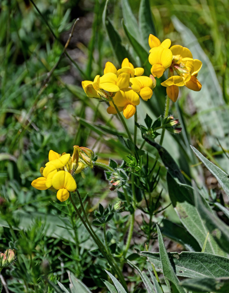 Image of Lotus caucasicus specimen.