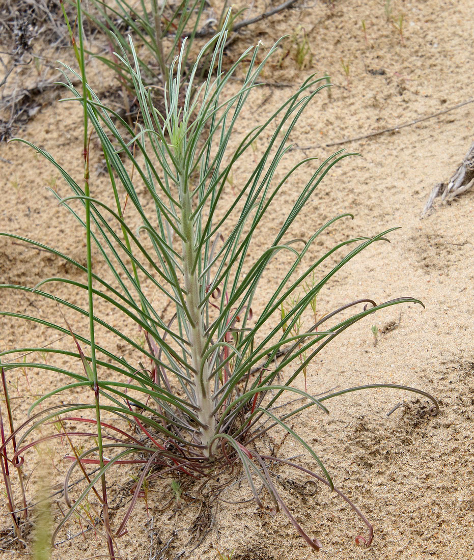 Image of class Magnoliopsida specimen.
