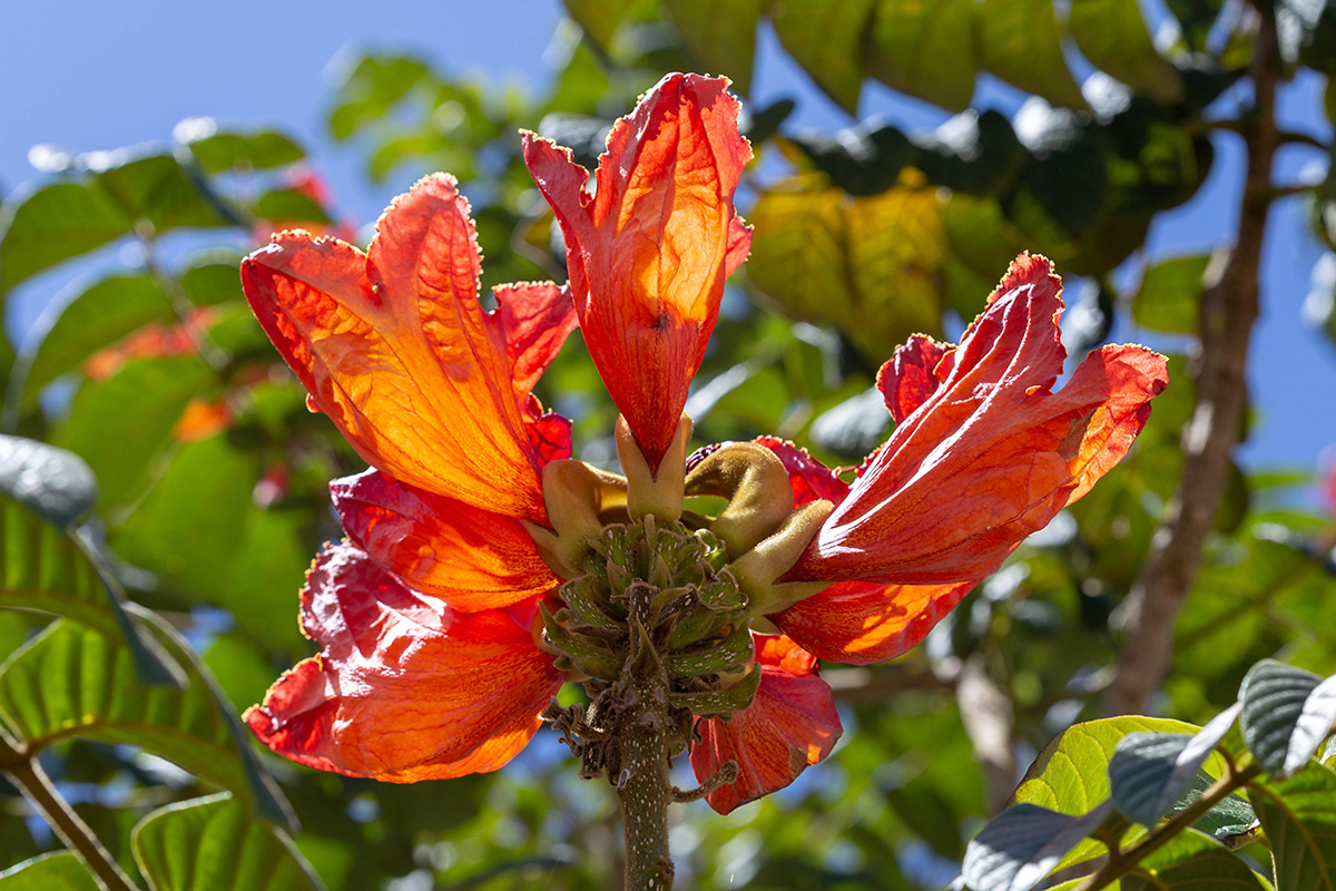 Image of Spathodea campanulata specimen.