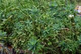 Euphorbia glaberrima. Плодоносящие растения. Ингушетия, Джейрахский р-н, с. Эгикал, ≈ 1200 м н.у.м., луговой склон. 24.07.2022.
