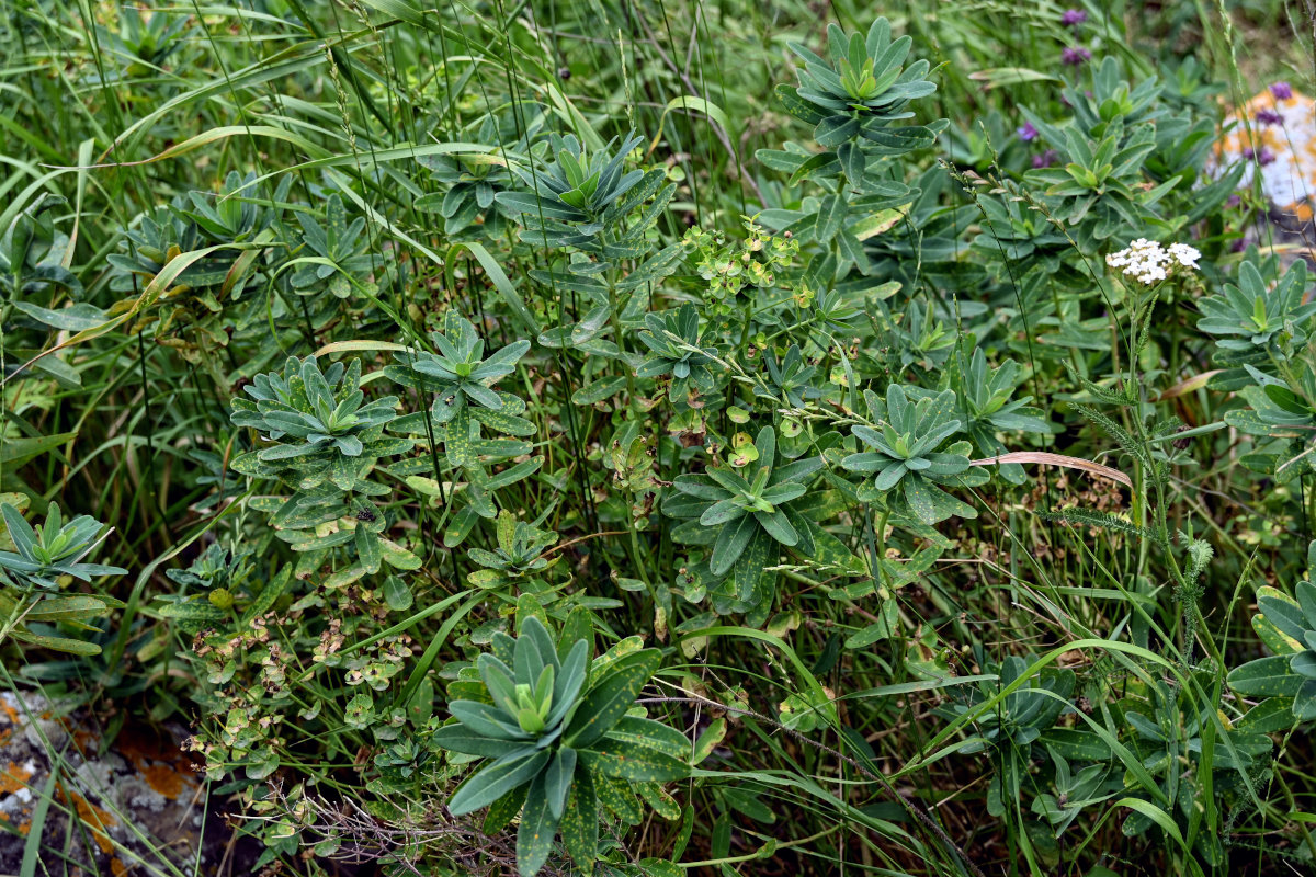 Изображение особи Euphorbia glaberrima.