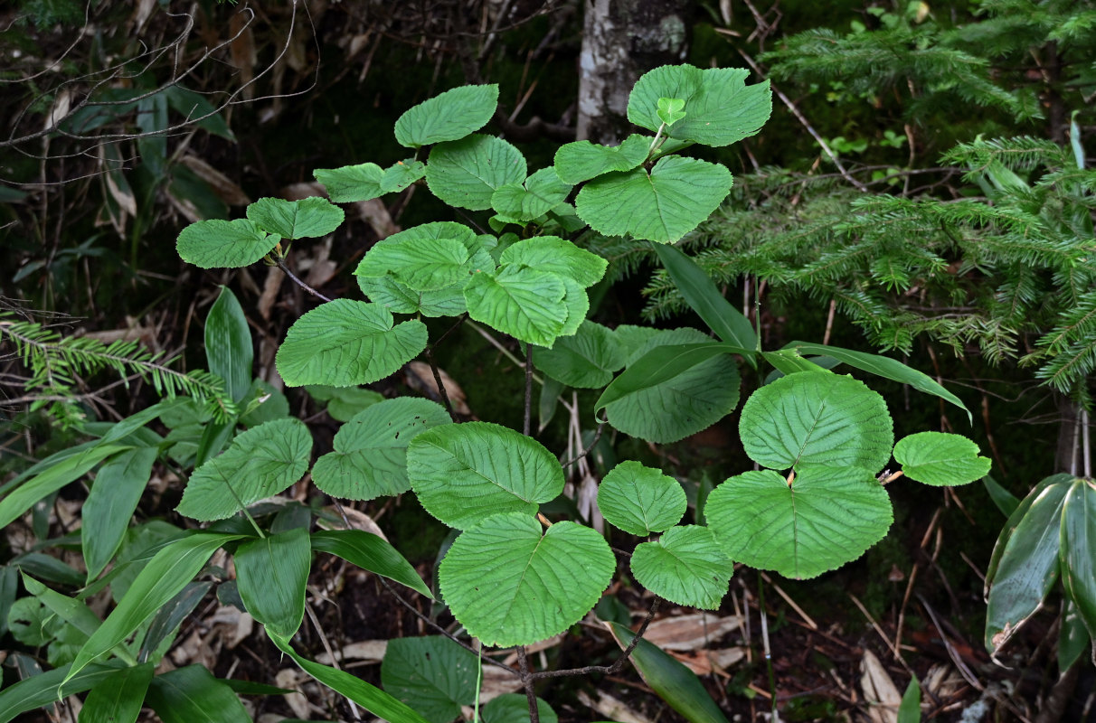 Изображение особи Viburnum furcatum.