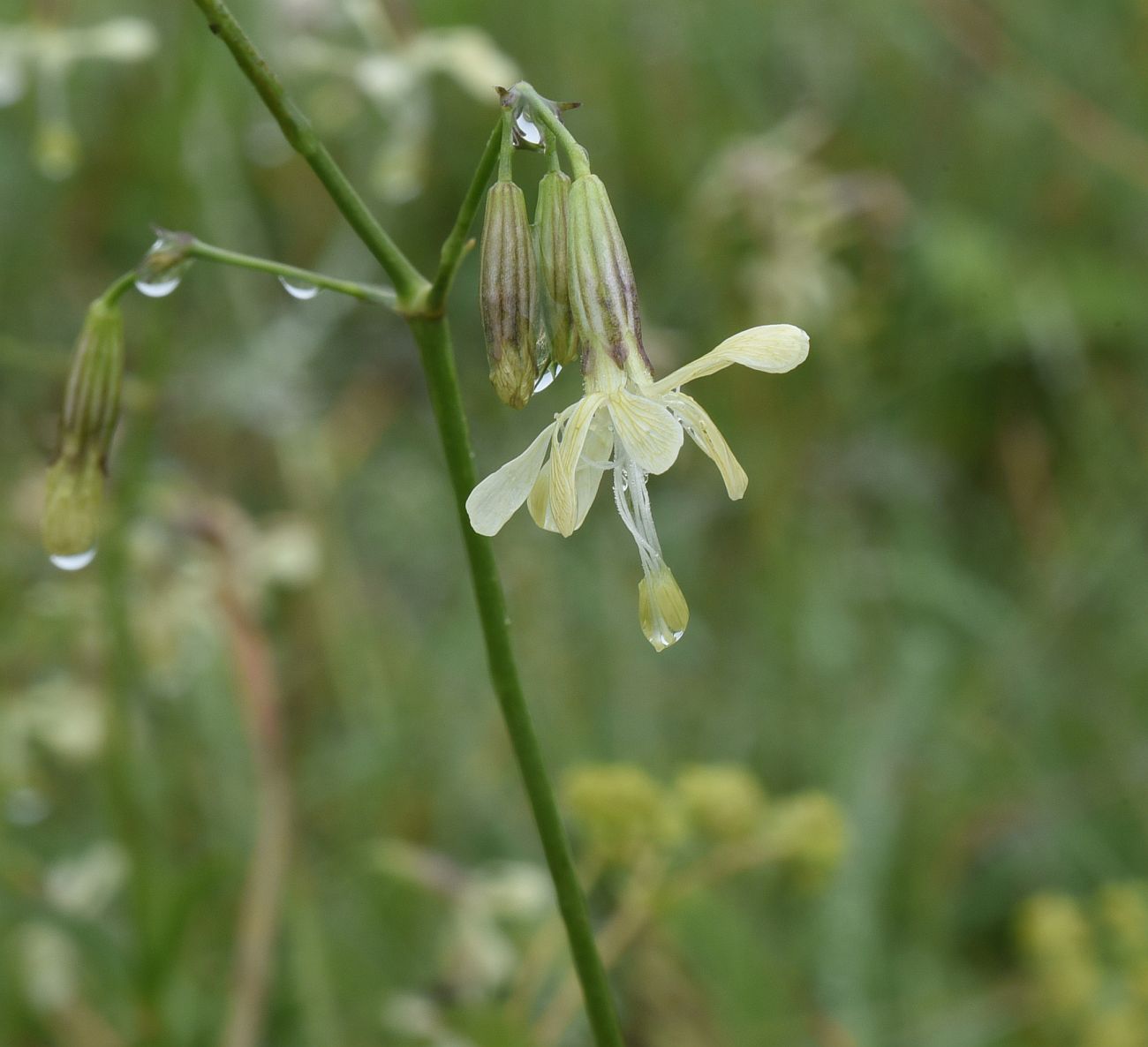 Изображение особи Silene saxatilis.