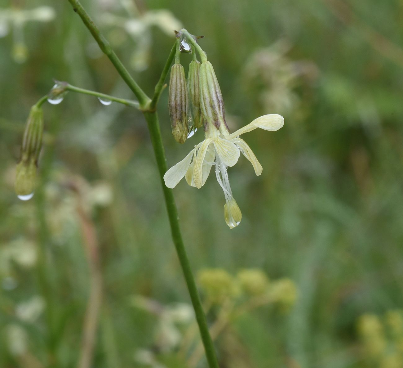 Image of Silene saxatilis specimen.