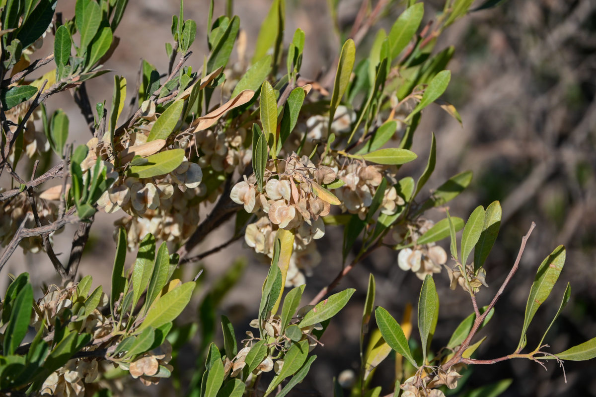 Изображение особи Dodonaea viscosa.