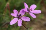 Erodium cicutarium