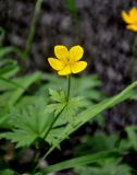 Trollius riederianus. Верхушка побега с цветком. Хабаровский край, р-н им. Полины Осипенко, хр. Дуссе-Алинь, окр. оз. Тюленье, ≈ 1200 м н.у.м., берег ручья. 19.07.2021.