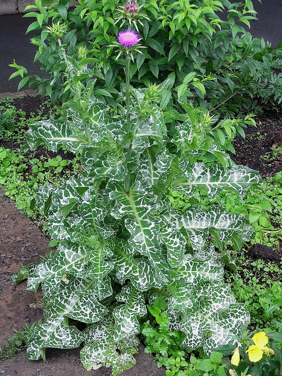 Image of Silybum marianum specimen.