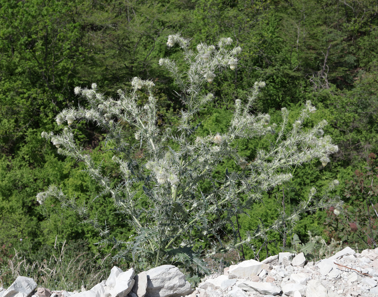 Image of Cirsium echinus specimen.