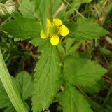 Geum urbanum. Цветок и листья. Московская обл., ГО Подольск, мкр-н Климовск, тропинка по краю леса вдоль железной дороги. 27.06.2023.