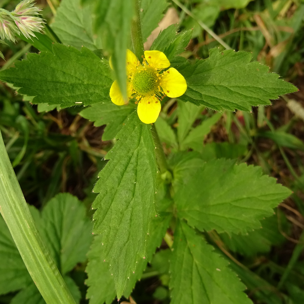 Image of Geum urbanum specimen.