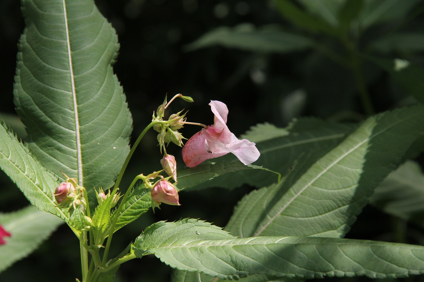 Изображение особи Impatiens glandulifera.