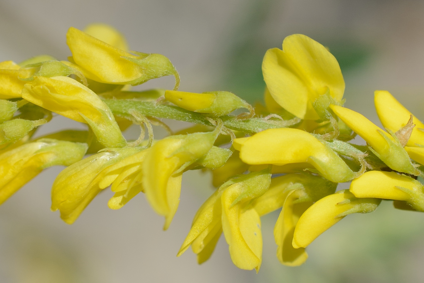 Изображение особи Melilotus hirsutus.