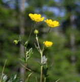 Potentilla arenosa. Верхние части растений с соцветиями. Республика Саха, Оленёкский улус, басс. р. Олломокит, ок. 600 м н.у.м., граница лиственничного леса на склоне плато. 31.07.2023.