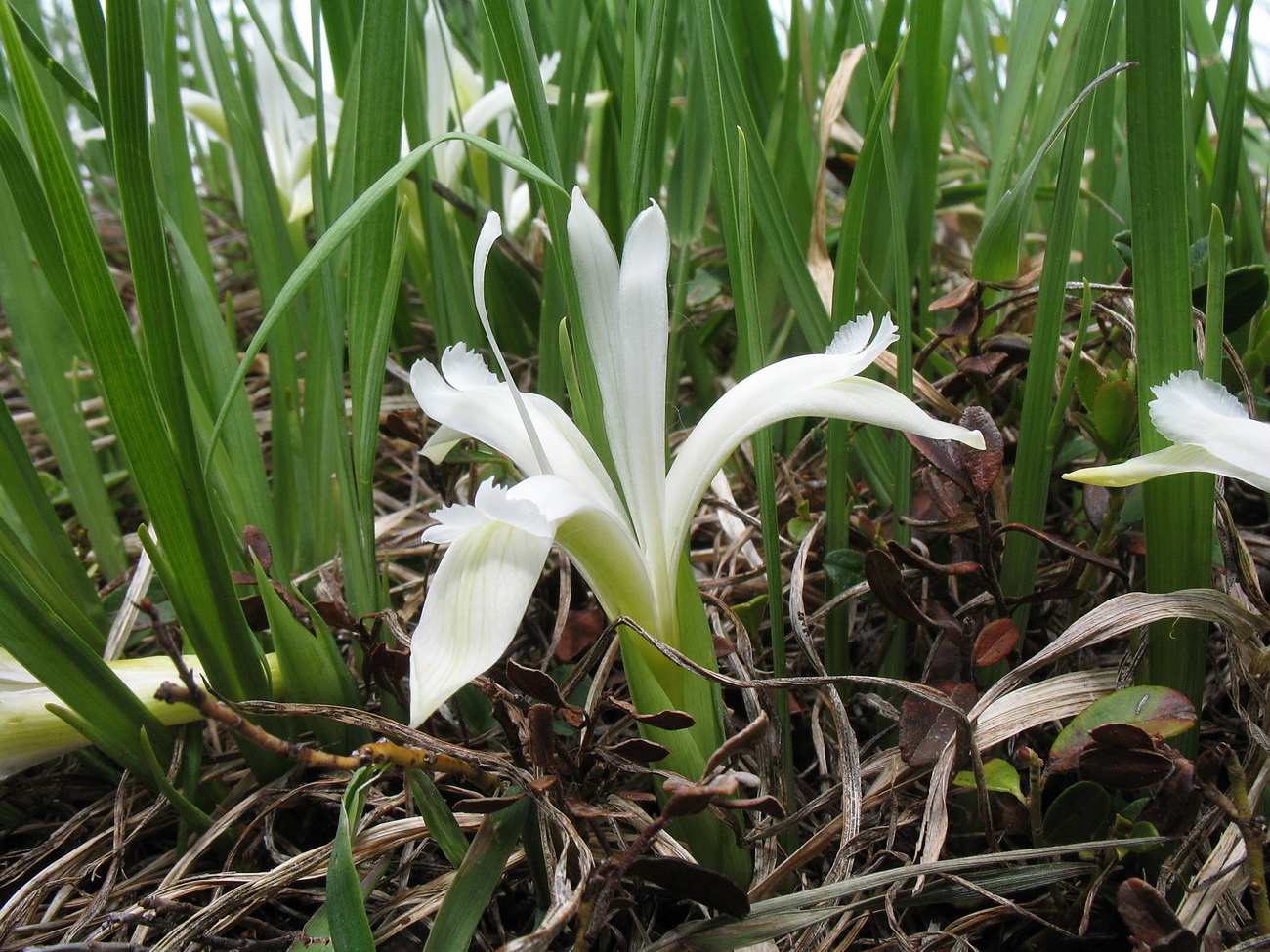 Image of Iris ruthenica specimen.