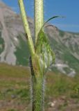 Trifolium canescens. Часть стебля с основанием бокового побега. Адыгея, Кавказский биосферный заповедник, гора Гузерипль, ≈ 2150 м н.у.м., склон из ожелезнённого слабокарбонатного песчаника с обломками сидерита. 28.06.2023.