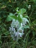 Stachys germanica