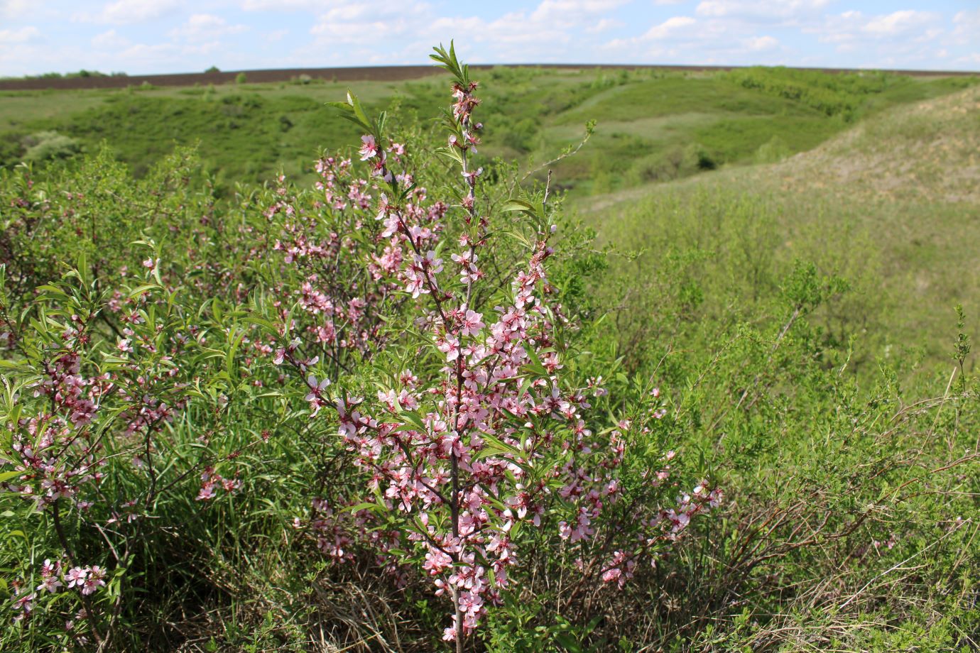 Изображение особи Amygdalus nana.