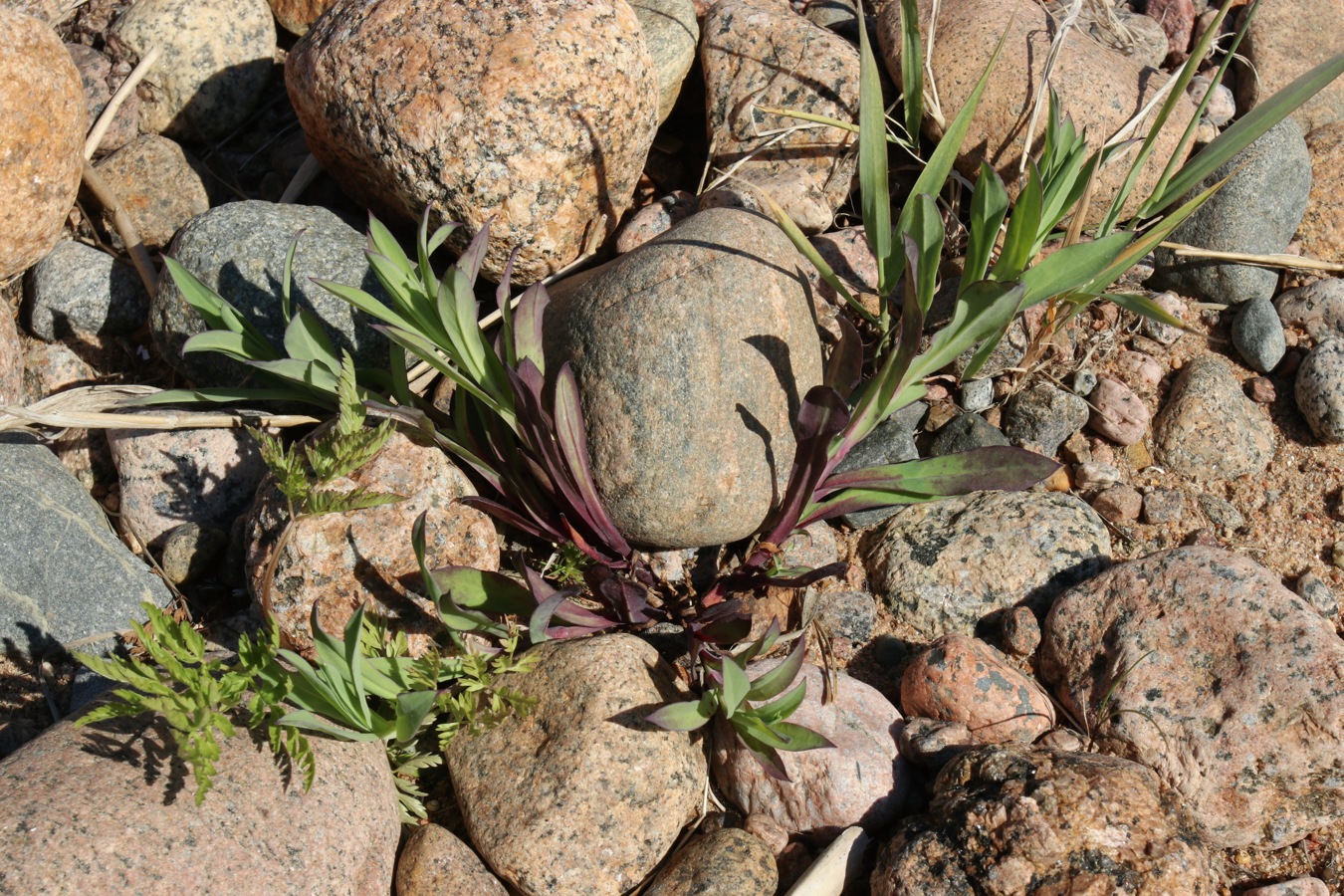 Изображение особи Oberna littoralis.