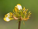 Ranunculus oreophilus. Завязь в окружении тычинок и увядающих долей околоцветника. Карачаево-Черкесия, Урупский р-н, долина Ацгарских озёр, ≈ 2500 м н.у.м., морена между средними озёрами, альпийский луг, близ небольшого ручейка. 09.08.2023.