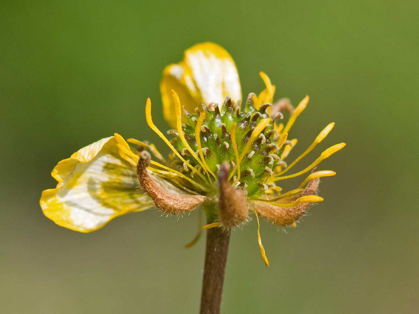 Image of Ranunculus oreophilus specimen.