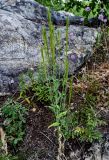 Turritis glabra. Плодоносящее растение в сообществе с Allium, Rosa и Solidago. Оренбургская обл., Кувандыкский гор. округ, Карагай-Губерлинское ущелье, березняк, каменистый склон. 04.07.2023.