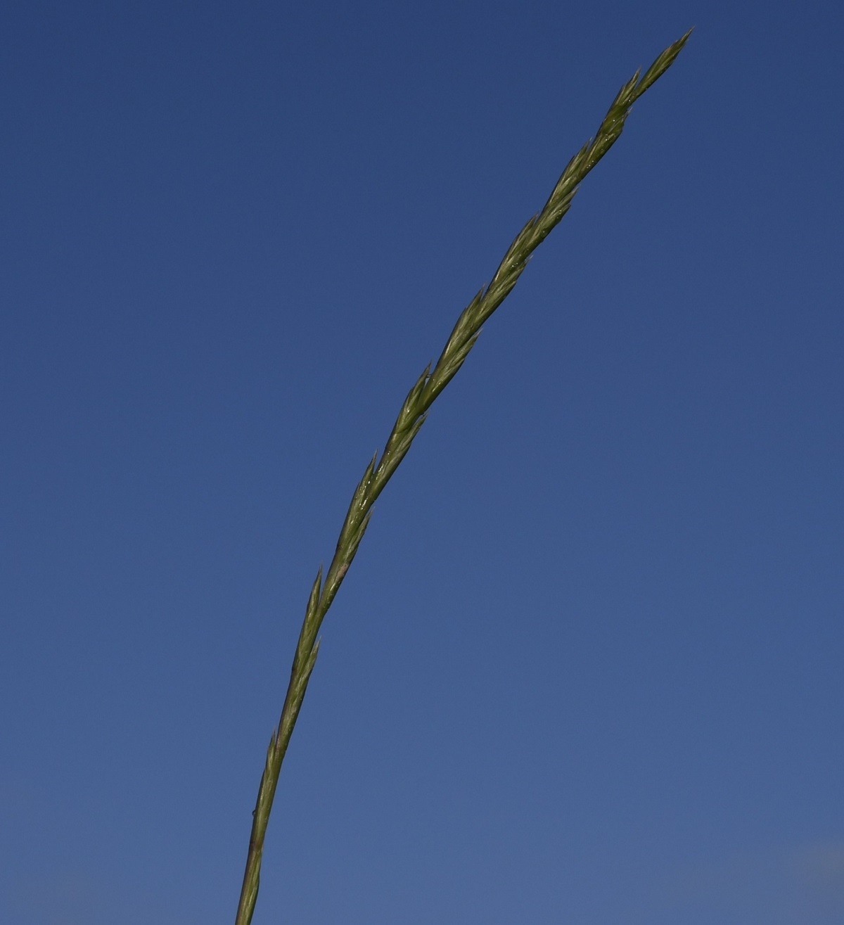 Image of Lolium rigidum specimen.