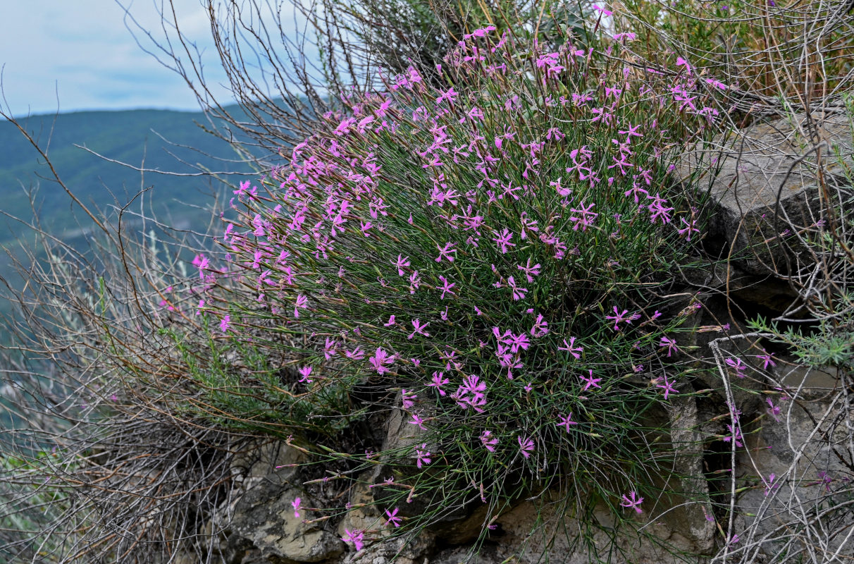 Изображение особи Dianthus orientalis.