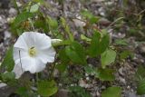 Calystegia sepium. Цветок и листья. Чечня, Шаройский р-н, левый берег р. Шароаргун, 50 м выше устья р. Кенхи, обочина дороги. 12 августа 2023 г.