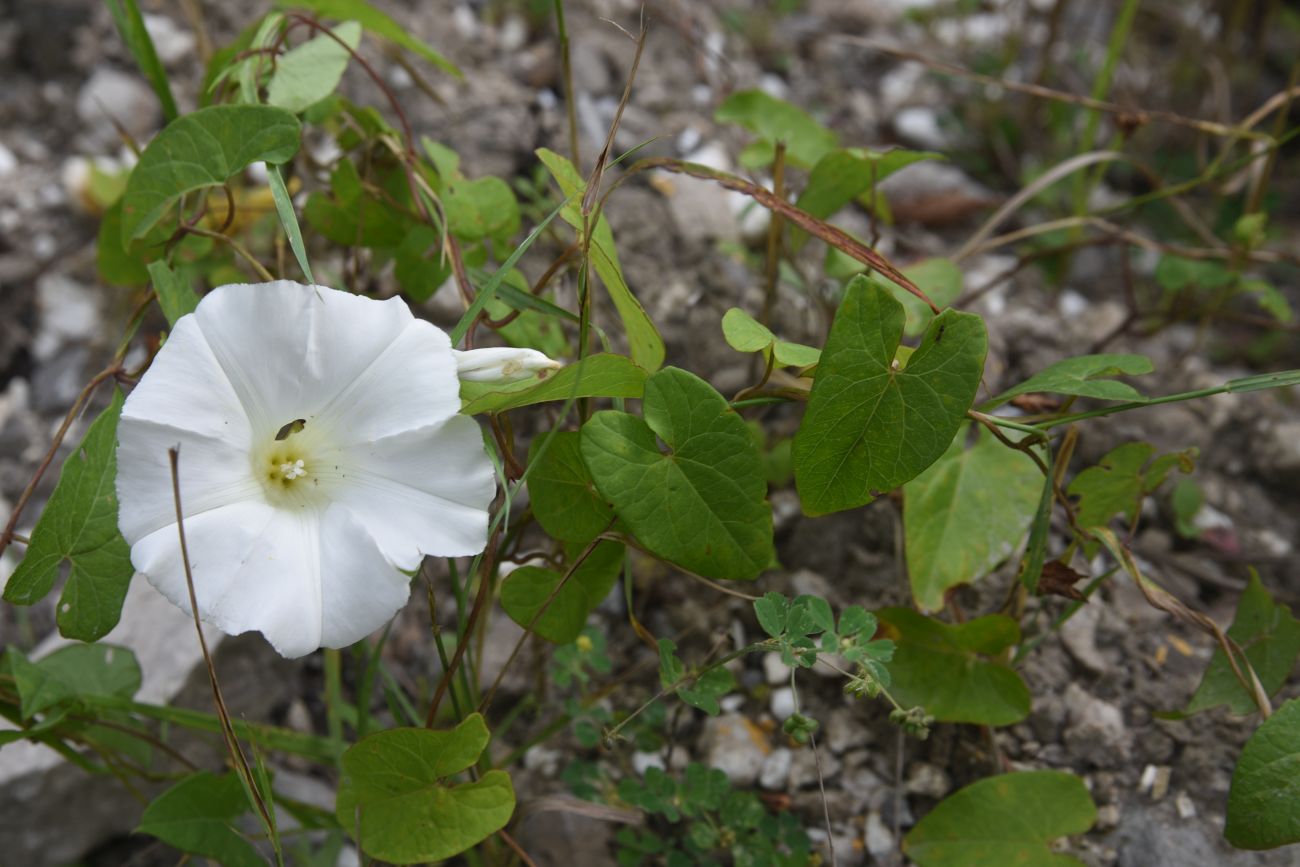 Изображение особи Calystegia sepium.