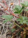 Potentilla crantzii