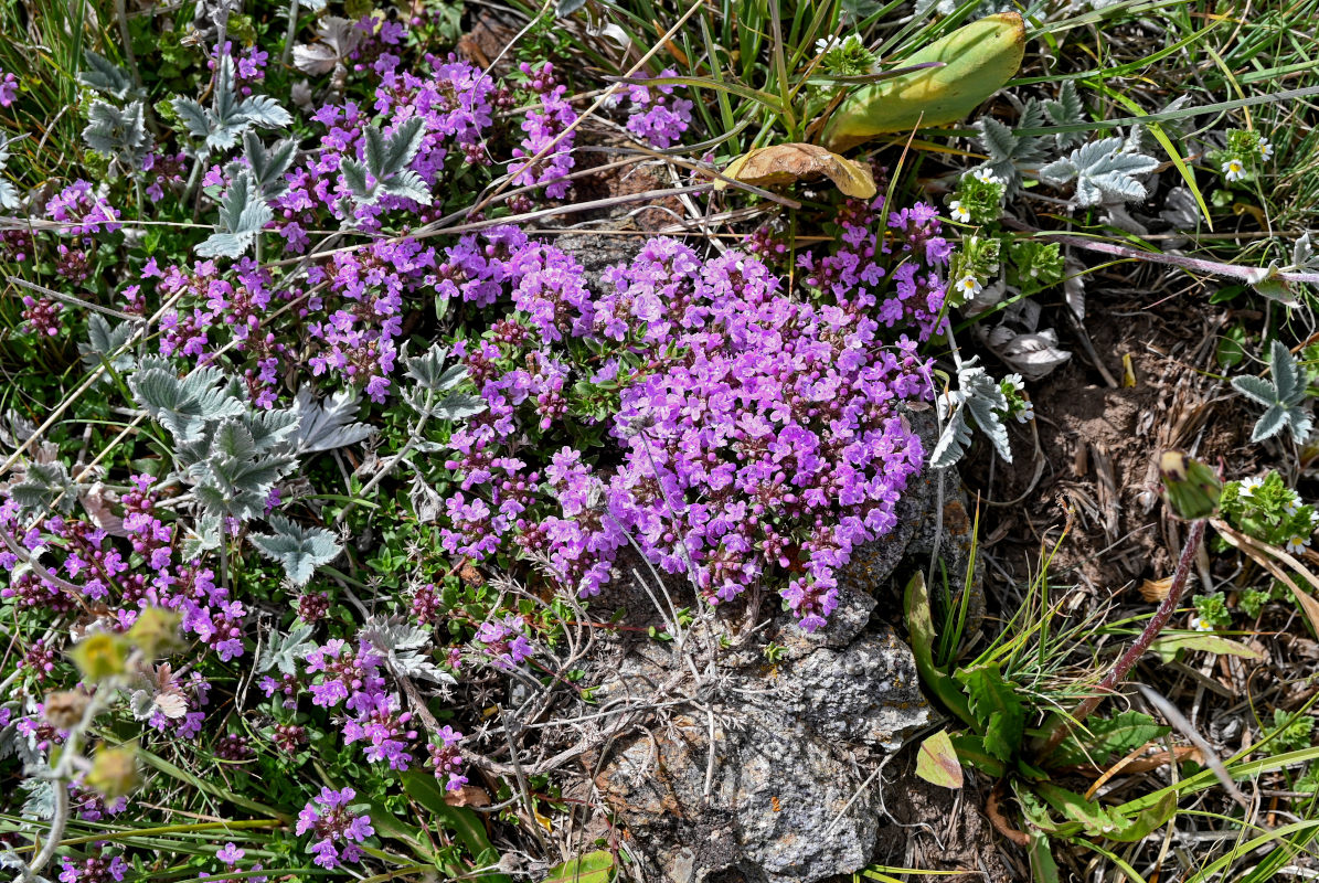 Изображение особи род Thymus.