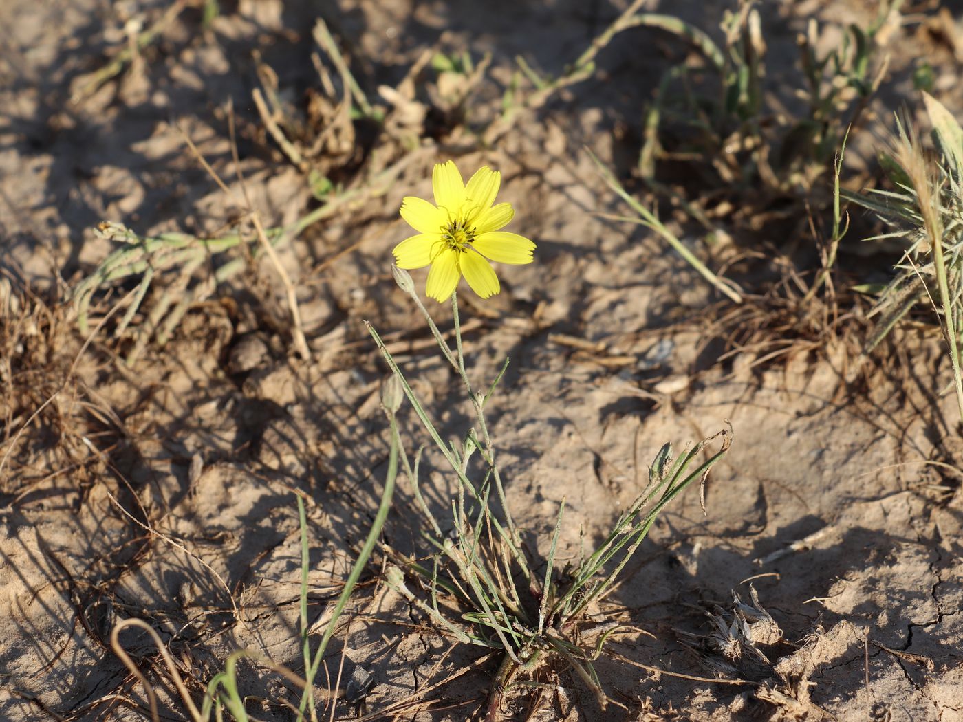 Image of Koelpinia macrantha specimen.