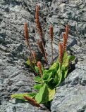 Plantago camtschatica. Плодоносящее растение. Сахалин, гор. округ Долинский, мыс Острый, на скале. 13.08.2023.