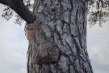 Pinus sylvestris. Часть ствола старого дерева с капом и основанием высохшей скелетной ветви. Татарстан, Агрызский р-н, с. Красный Бор. 01.10.2023.