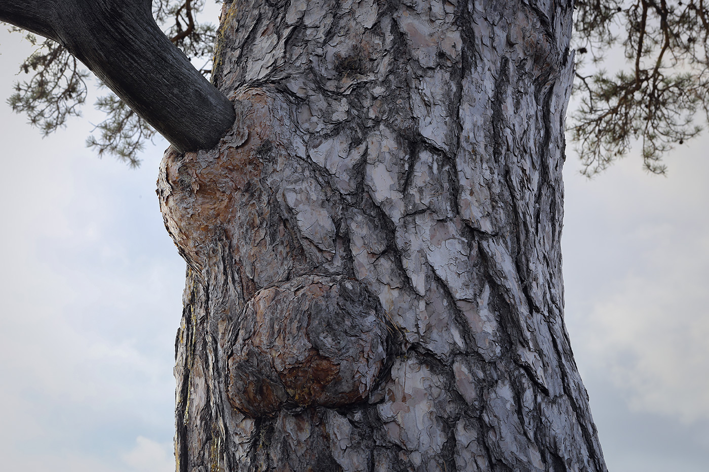 Image of Pinus sylvestris specimen.