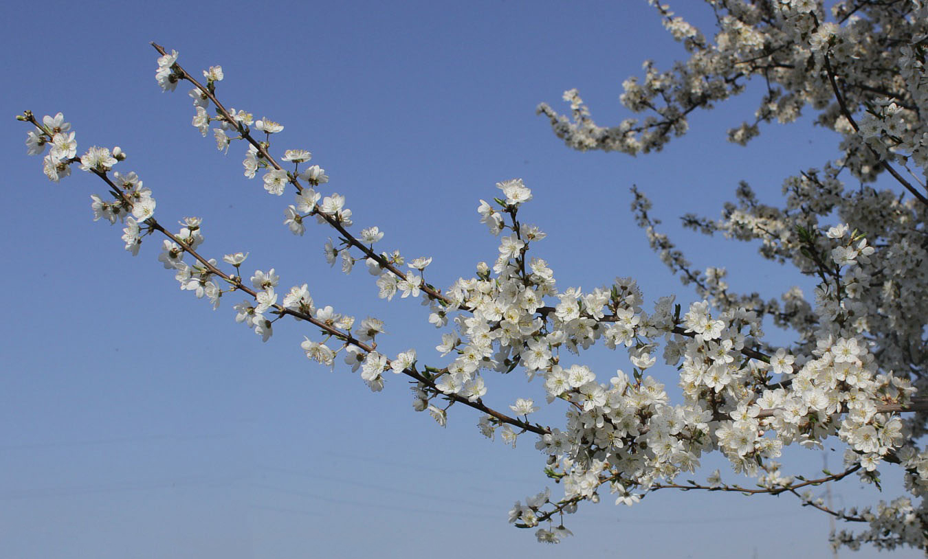 Image of Prunus stepposa specimen.