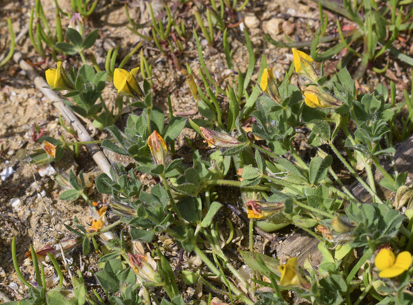 Image of Lotus edulis specimen.
