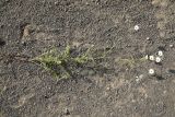 Pyrethrum leptophyllum. Цветущее растение. Чечня, Шаройский р-н, рядом с пер. Цумандинский, мелкокаменистый склон. 23 августа 2023 г.