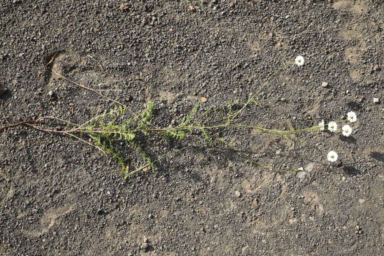 Image of Pyrethrum leptophyllum specimen.