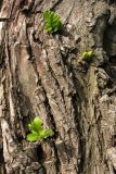 Salix euxina