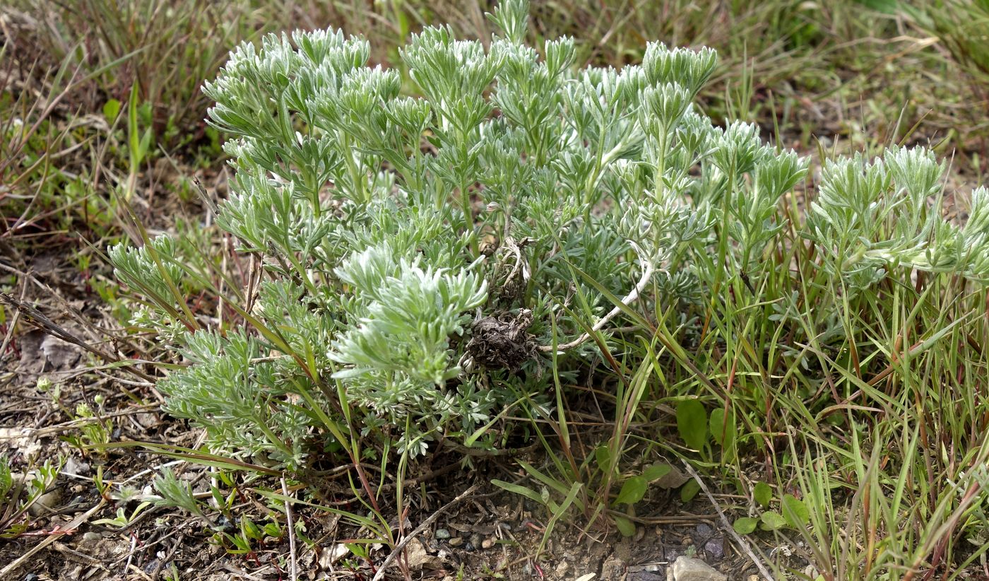 Image of genus Artemisia specimen.
