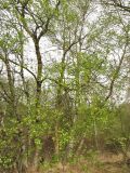 Betula pubescens. Взрослые деревья в заболоченном лесу на берегу небольшого озера. Нидерланды, провинция Дренте, национальный парк Drentsche Aa. 27 апреля 2008 г.