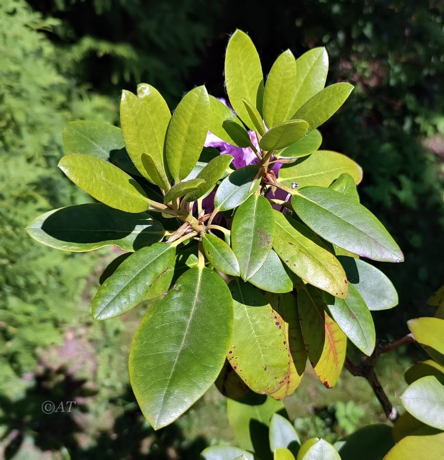 Image of genus Rhododendron specimen.
